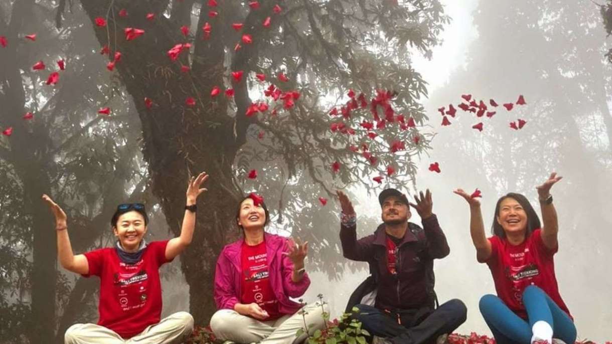 Rhododendron and bamboo forest trails: 