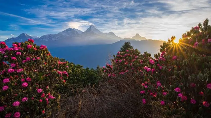Mardi–ABC–Poon Hill Combined Trek -15 Days